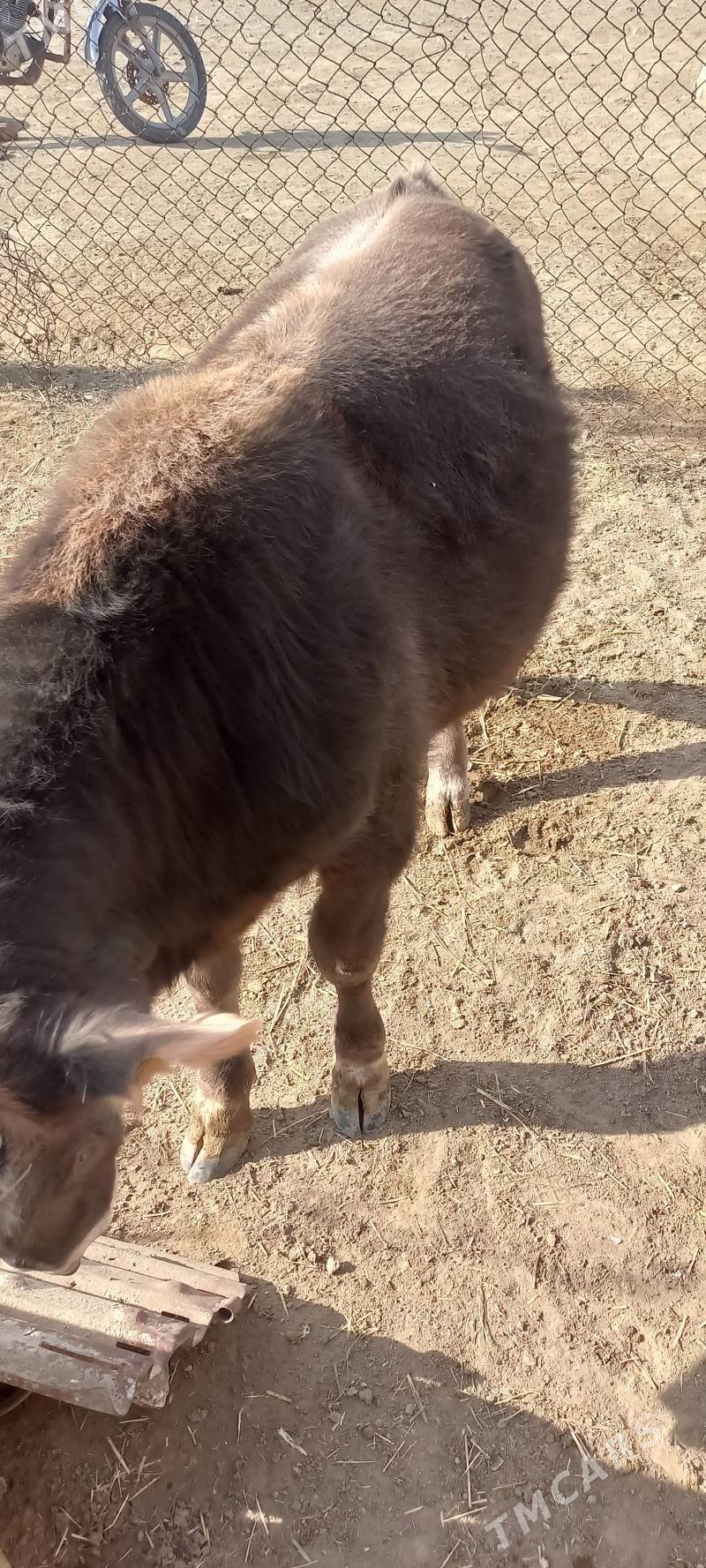 Okuz - Берекет - img 2