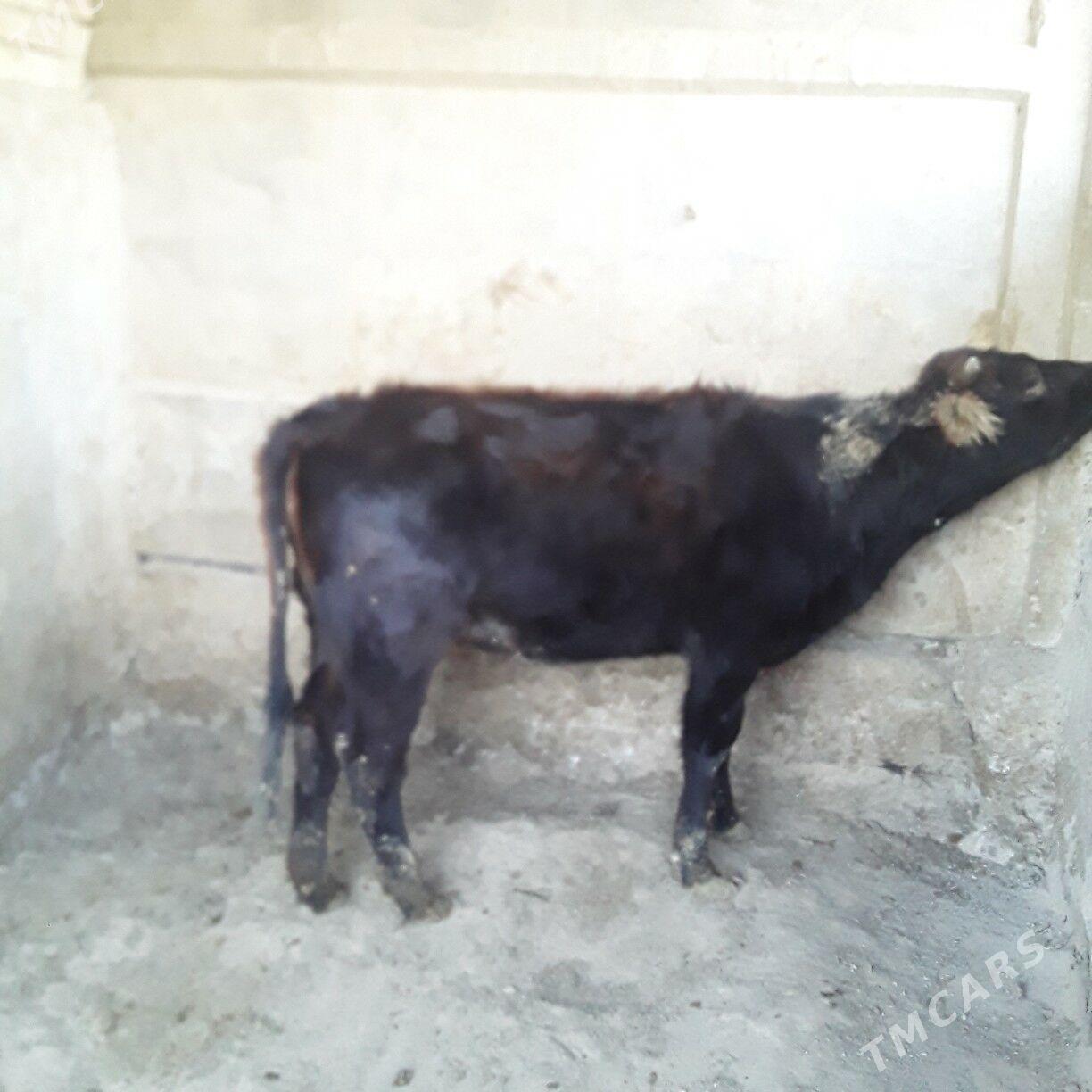 göle şwes - Бузмеин - img 4