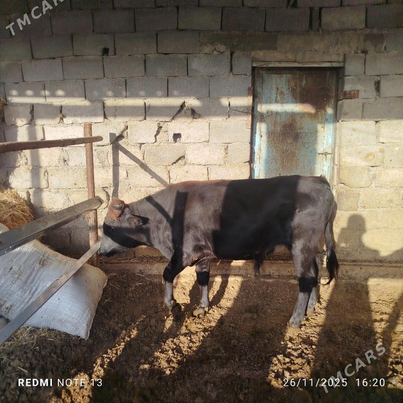 Okuz - Бузмеин - img 2