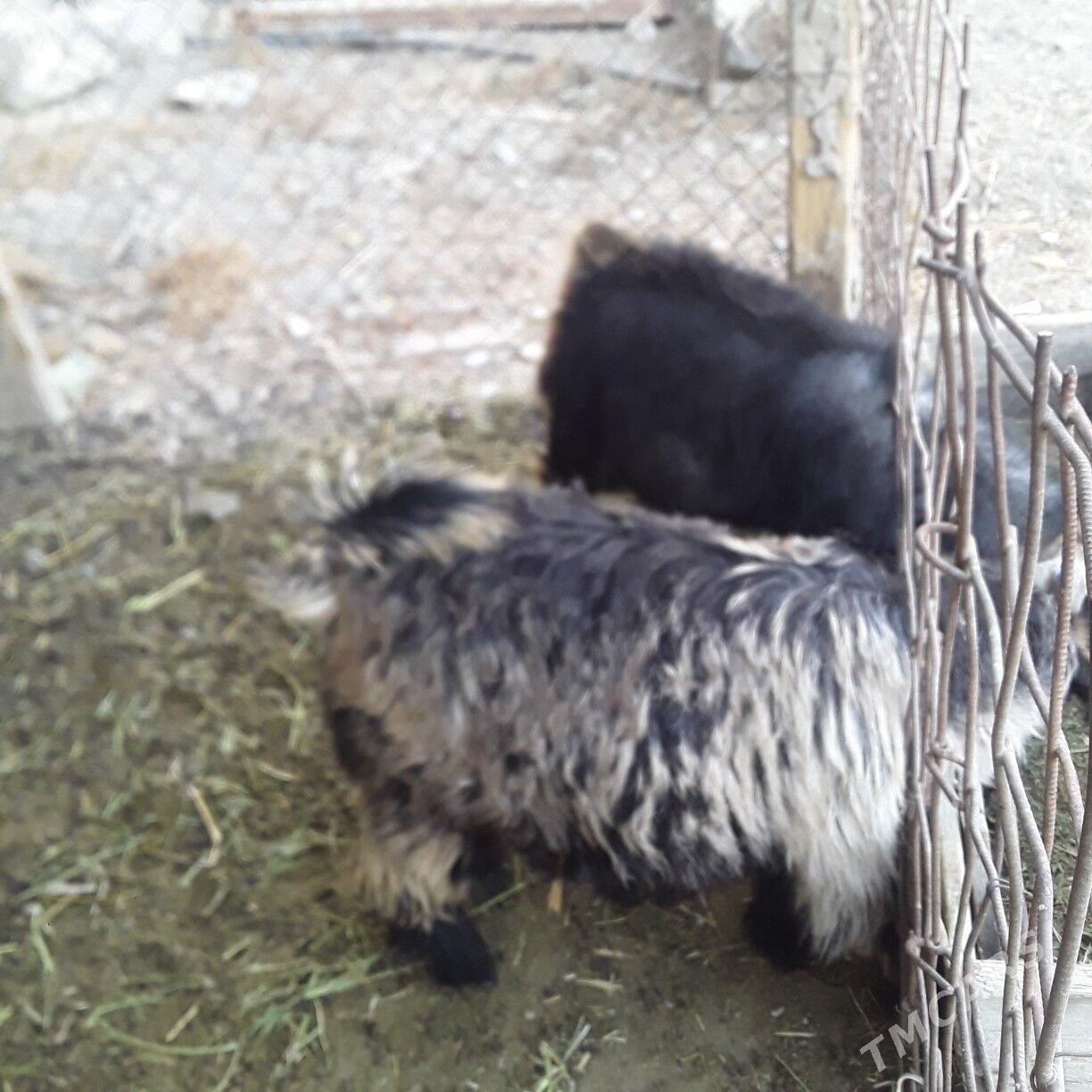 çewiş - Büzmeýin - img 3