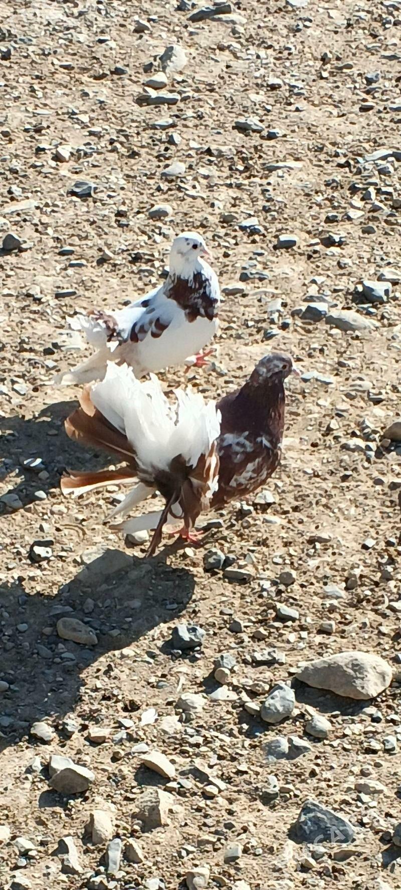 Satlyk kepderi - Gyzylarbat - img 4