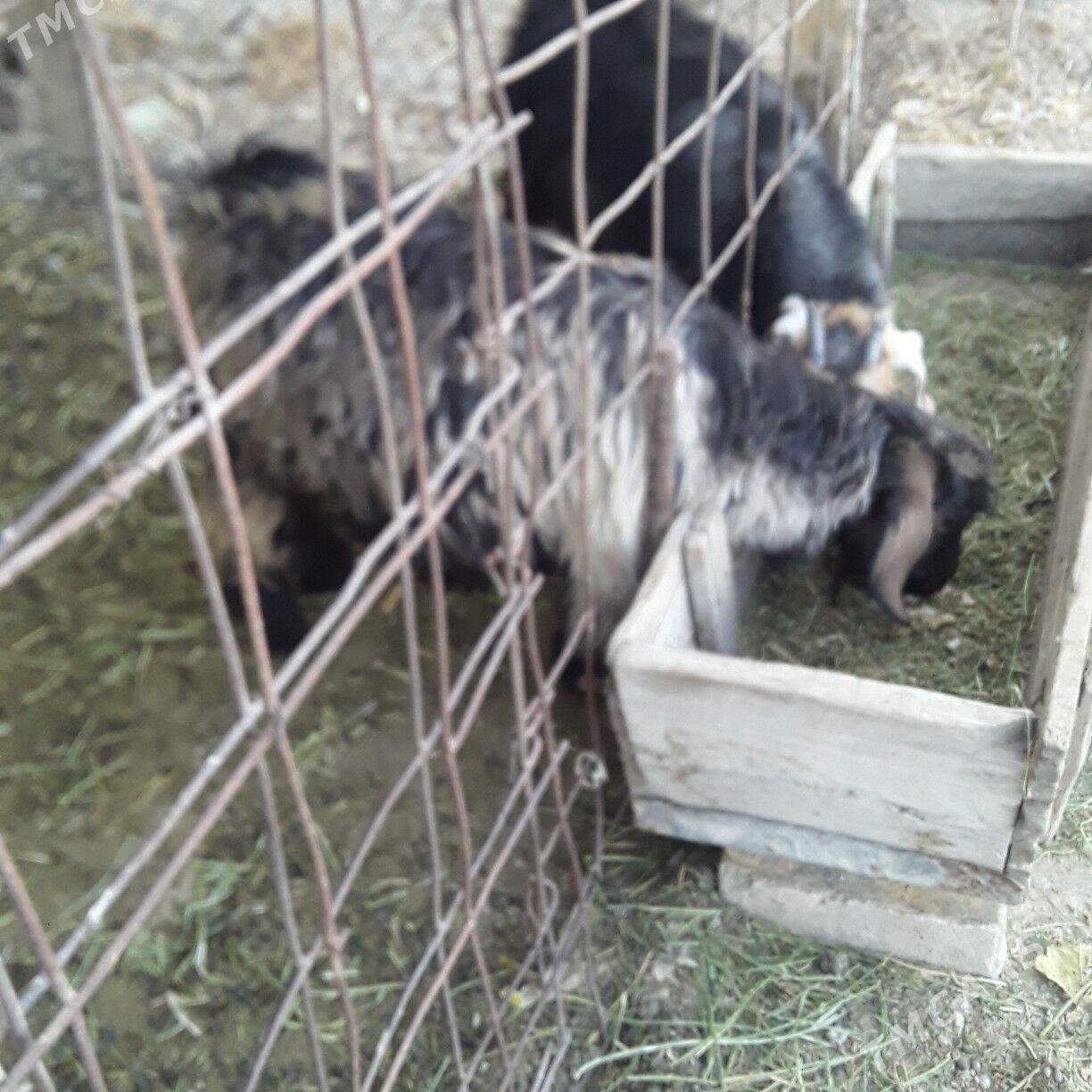 çewiş - Büzmeýin - img 2