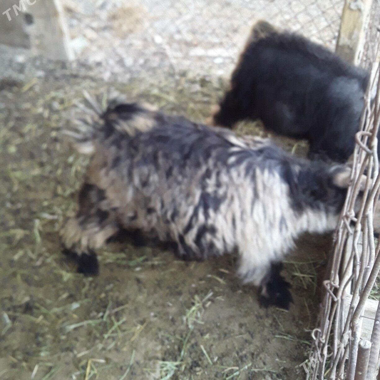 çewiş - Büzmeýin - img 4