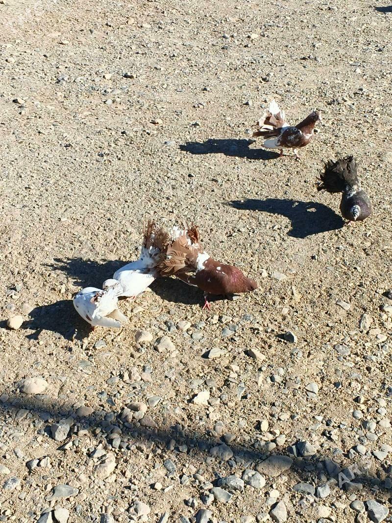 Satlyk kepderi - Gyzylarbat - img 2