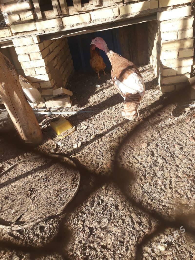 induk - Sakarçäge - img 3