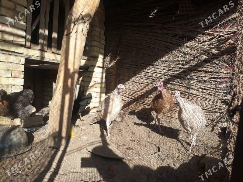 induk - Sakarçäge - img 4