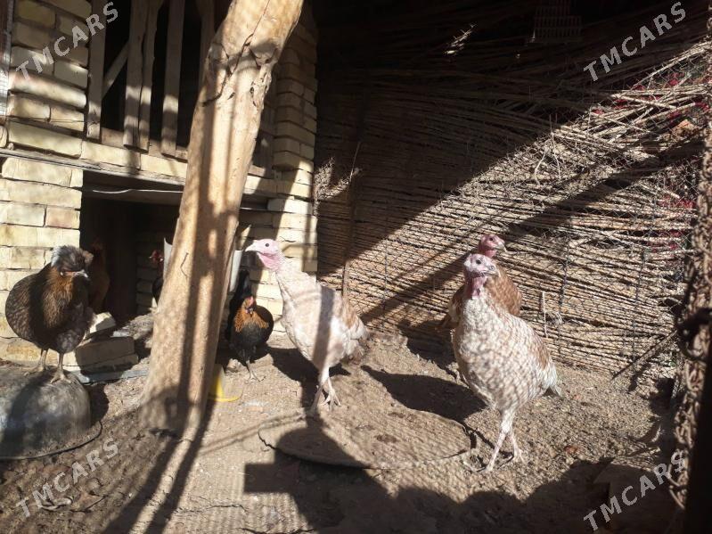 induk - Sakarçäge - img 2