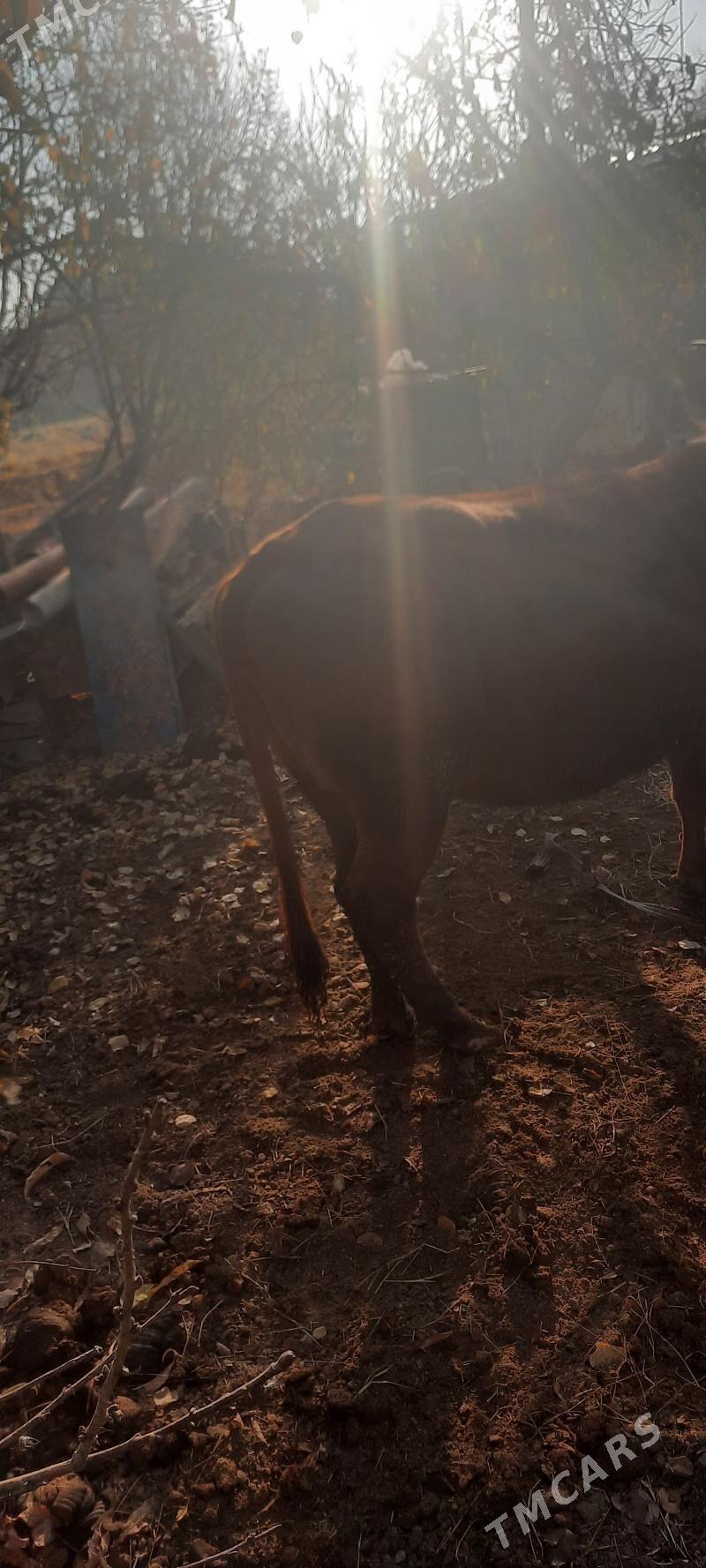 iýmde duran baklyk sygyr - Çärjew - img 2