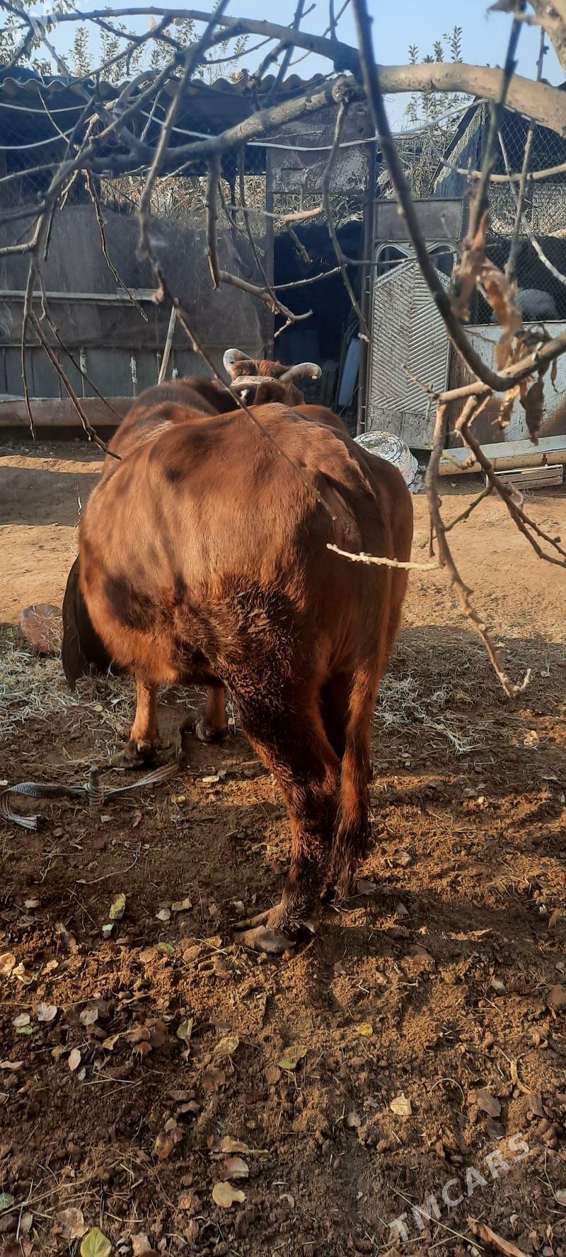 iýmde duran baklyk sygyr - Çärjew - img 4