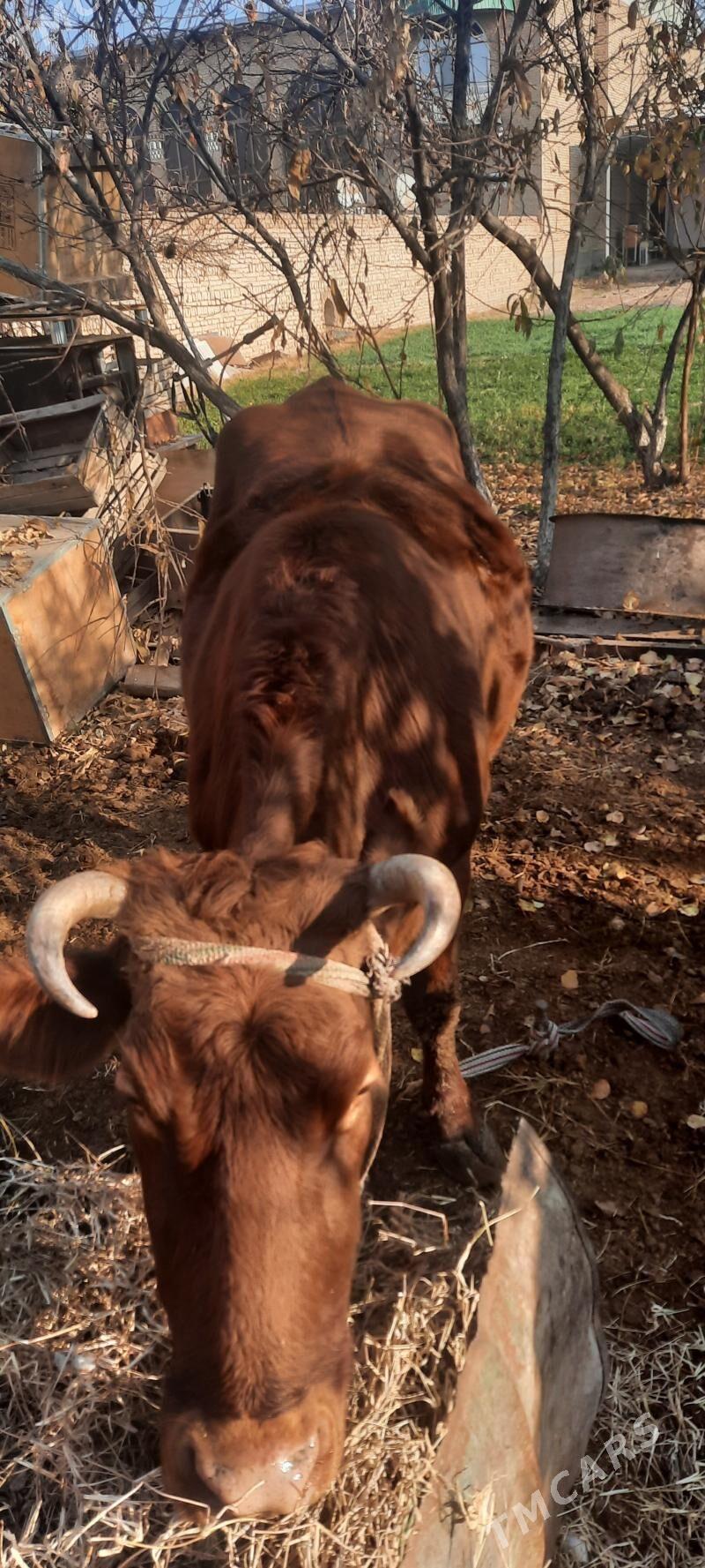 iýmde duran baklyk sygyr - Çärjew - img 5