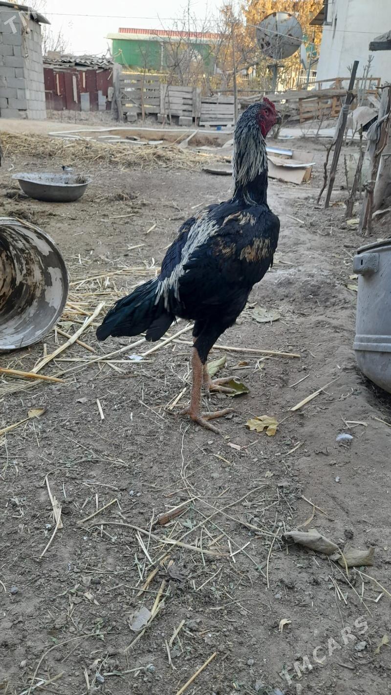 Taskent horaz - Bagyr - img 3