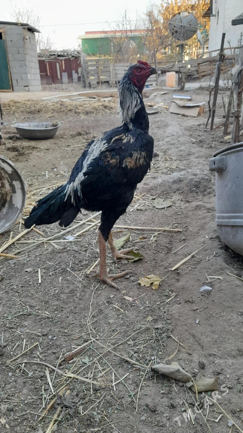 Taskent horaz - Bagyr - img 2