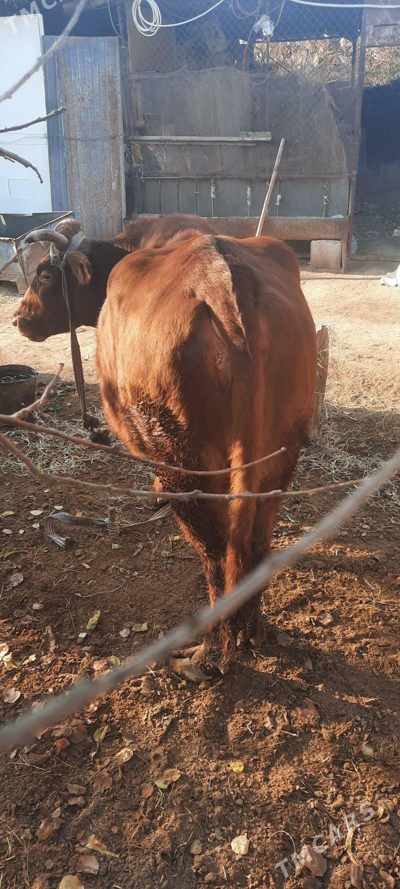 iýmde duran baklyk sygyr - Çärjew - img 3