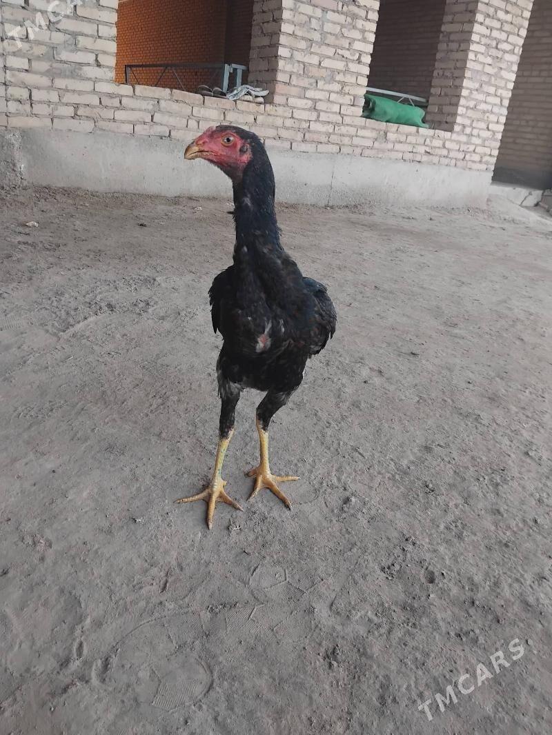 horaz juje - Çärjew - img 4