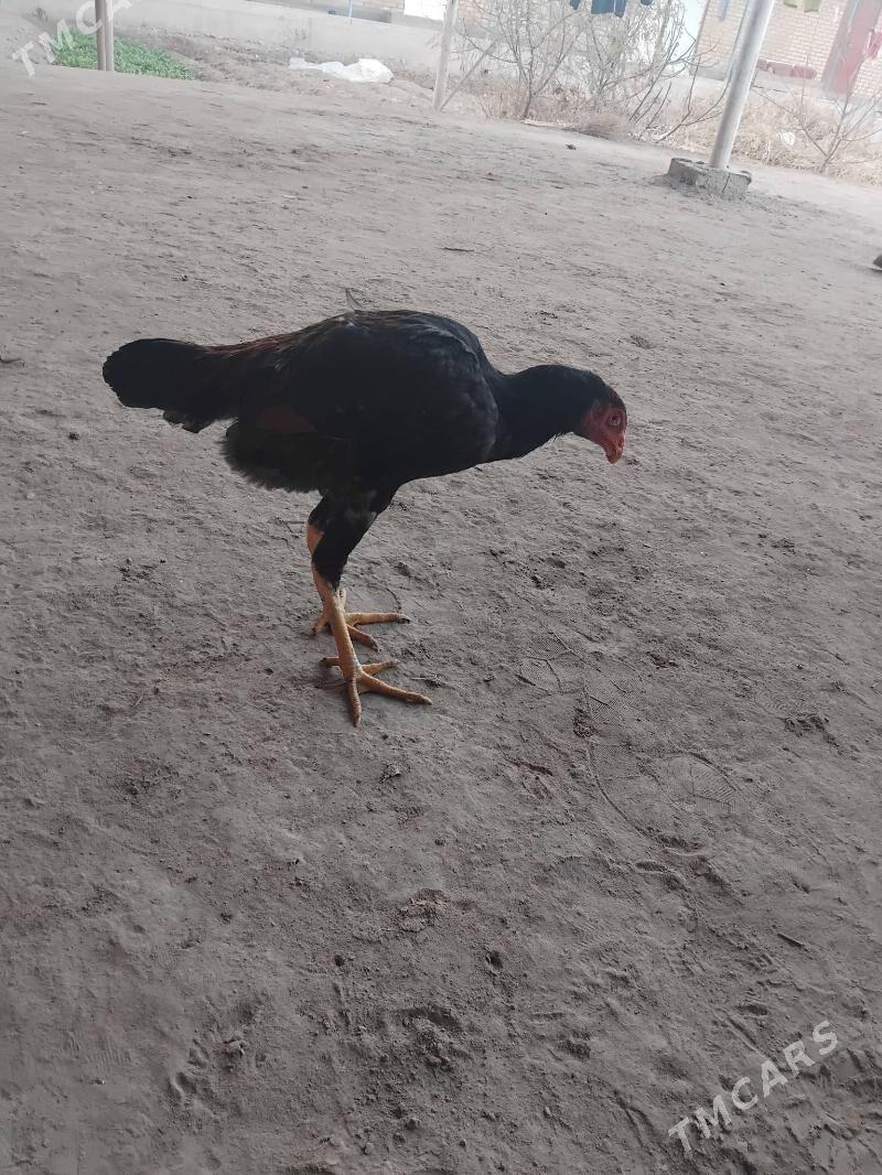 horaz juje - Çärjew - img 3