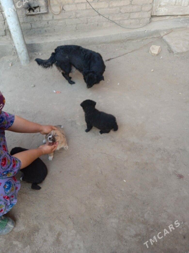 zwanok güçük - Чарджоу - img 4