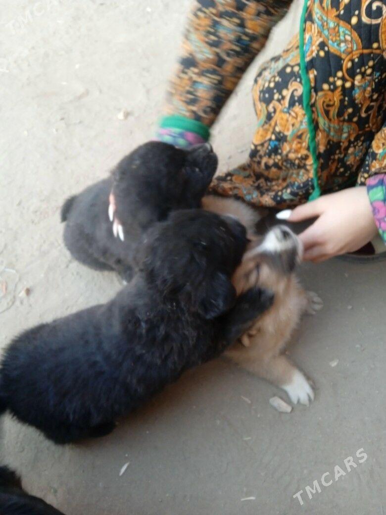 zwanok güçük - Чарджоу - img 2