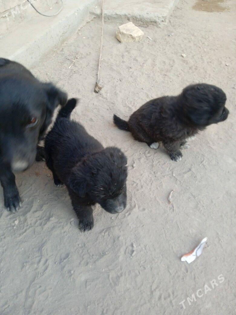 zwanok güçük - Чарджоу - img 3