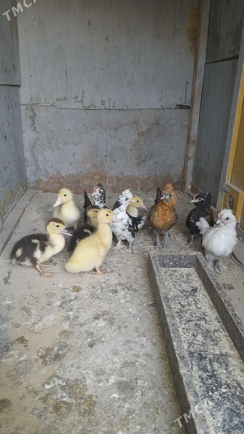 Juje - Bagyr - img 2