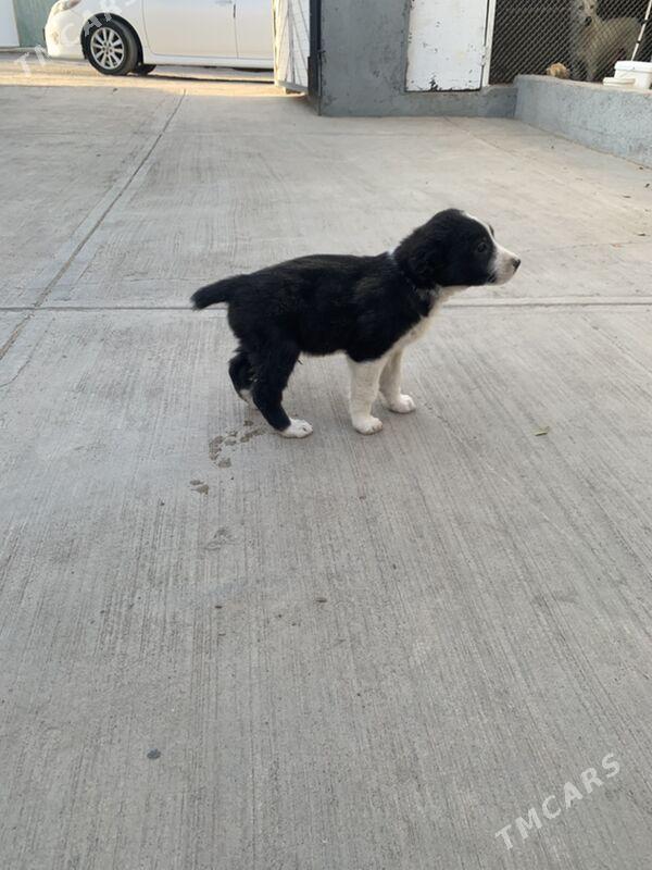 Turkmen alabay gujukler - Aşgabat - img 5