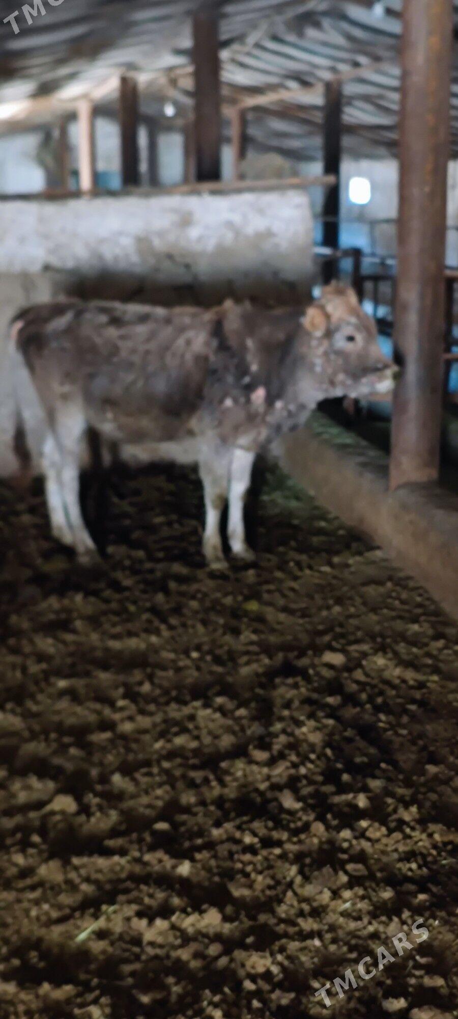 sygyr tüwe - Бахарден - img 2