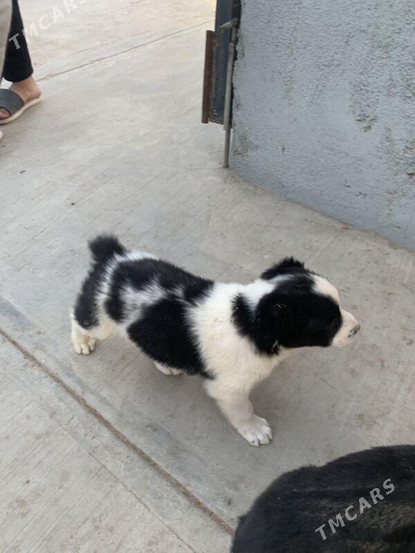 Turkmen alabay gujukler - Aşgabat - img 1