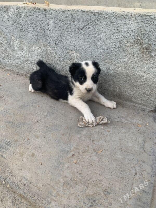 Turkmen alabay gujukler - Aşgabat - img 2