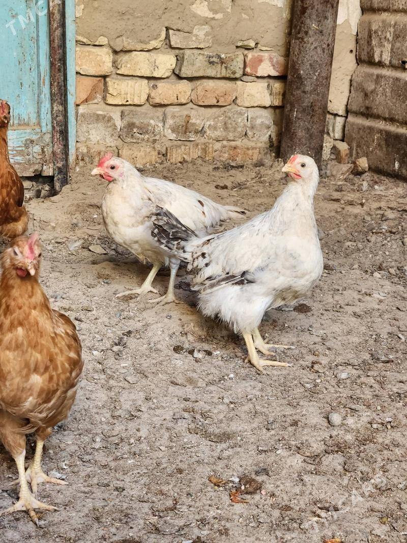 juyje - Hitrowka - img 4