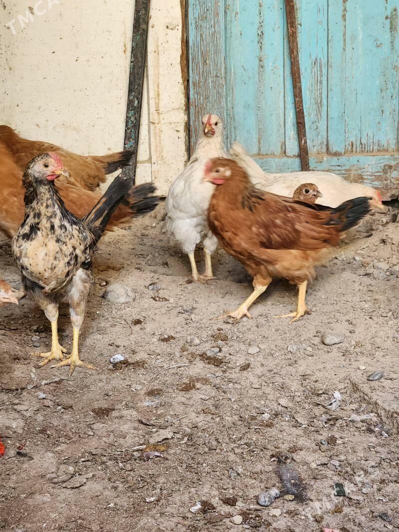 juyje - Hitrowka - img 2