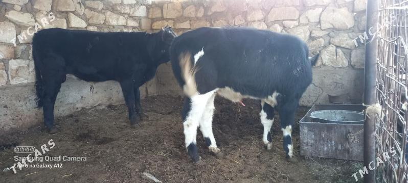 okuz - Гумдаг - img 2