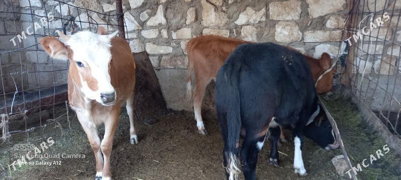 okuz - Гумдаг - img 4