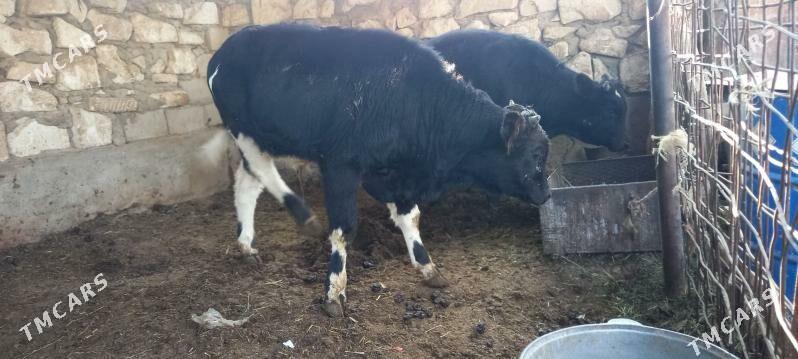 okuz - Гумдаг - img 7