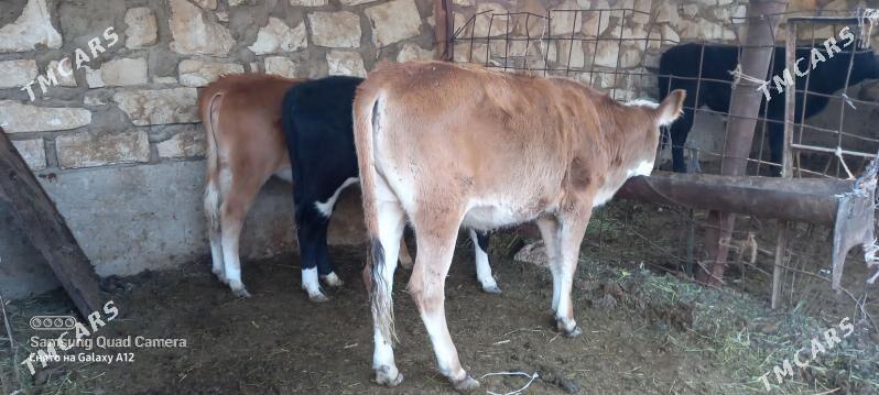 okuz - Гумдаг - img 5