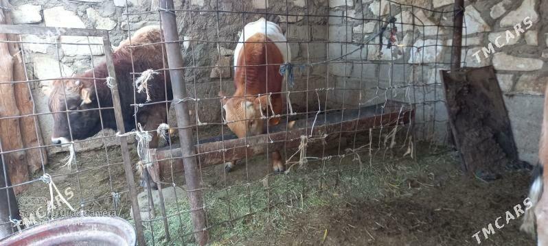 okuz - Гумдаг - img 3