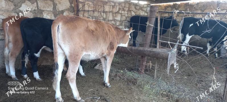 okuz - Гумдаг - img 6