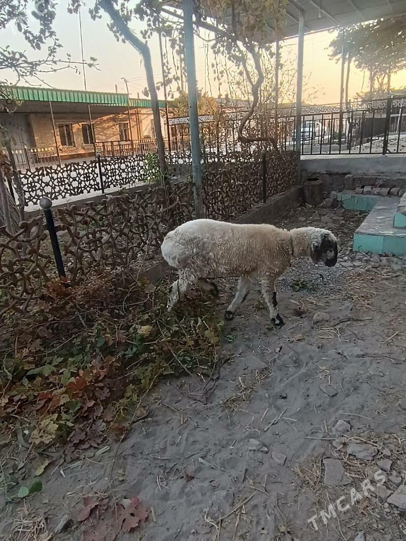 goýun gisar - Чарджоу - img 2