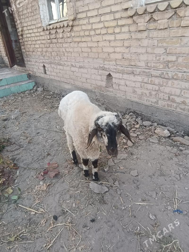 goýun gisar - Чарджоу - img 3