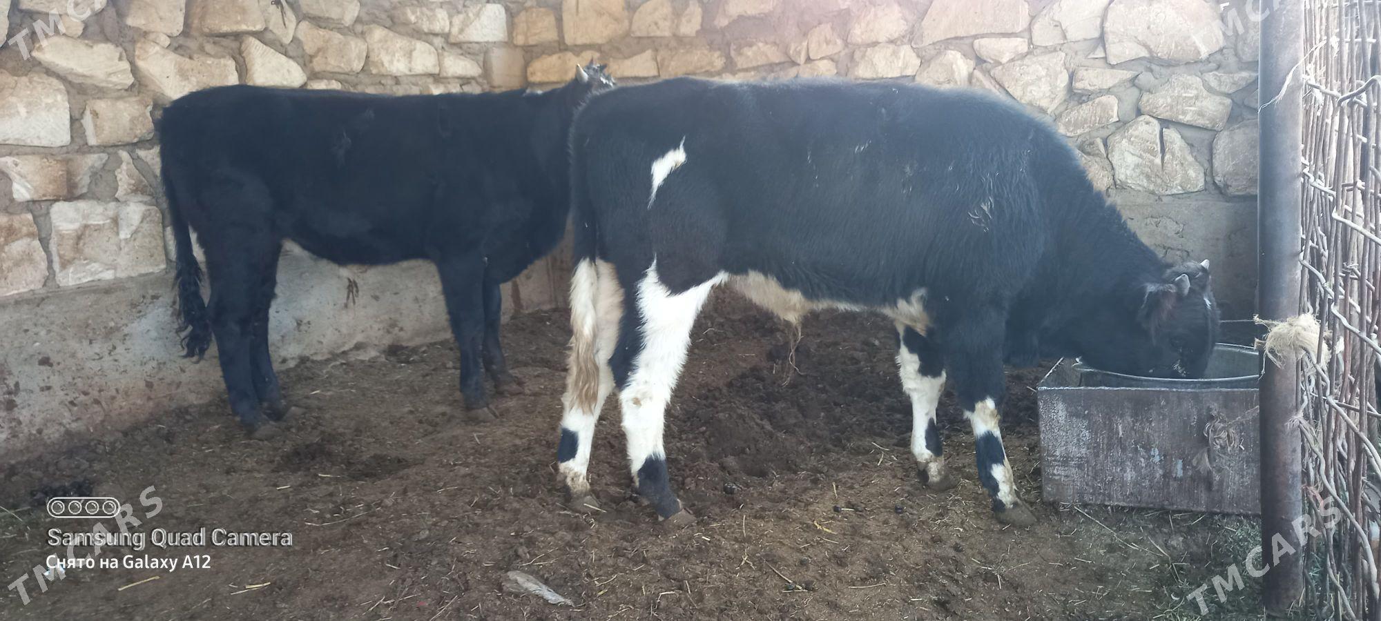 okuz - Гумдаг - img 8