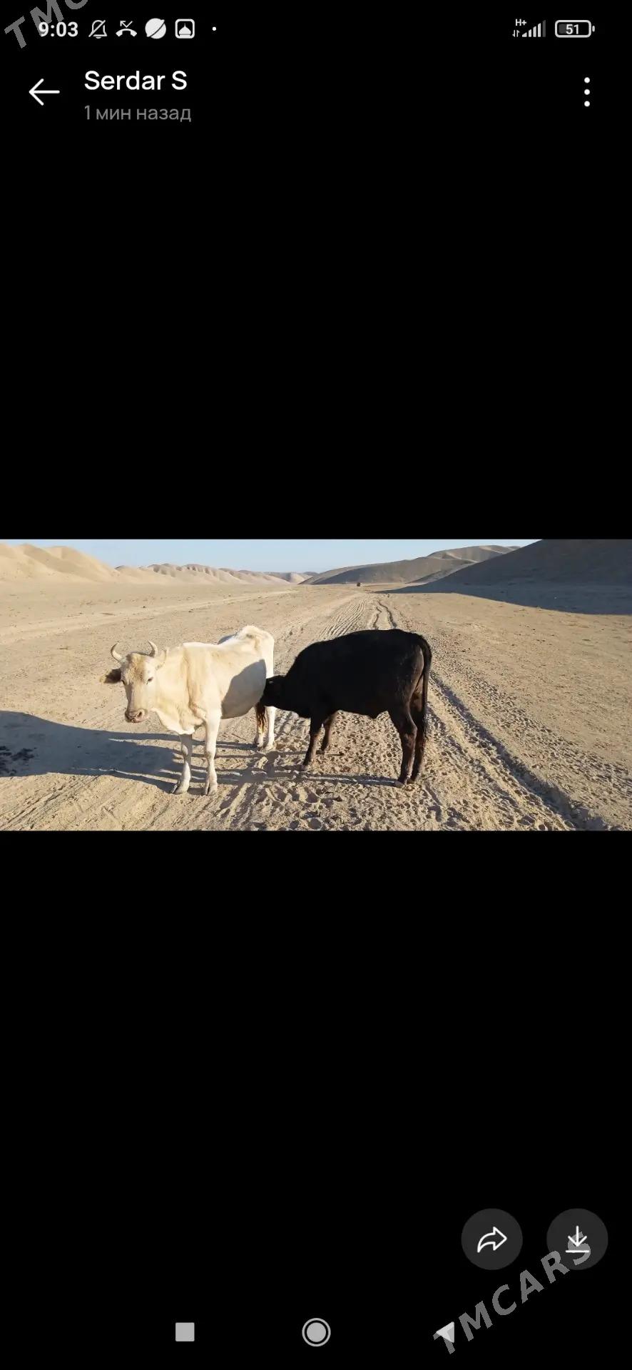 okuz - Гумдаг - img 9