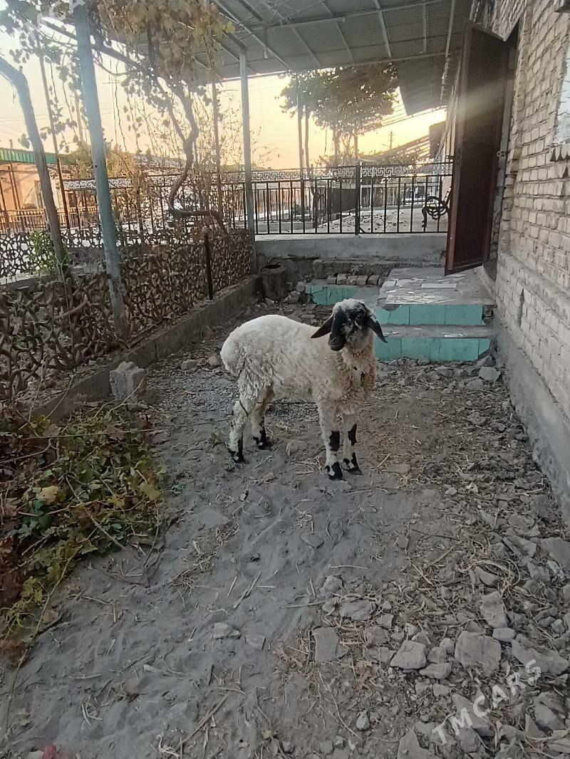 goýun gisar - Чарджоу - img 1