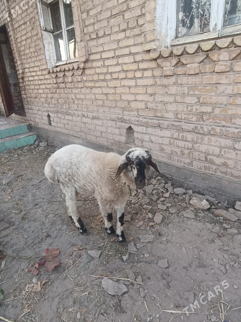 goýun gisar - Чарджоу - img 5