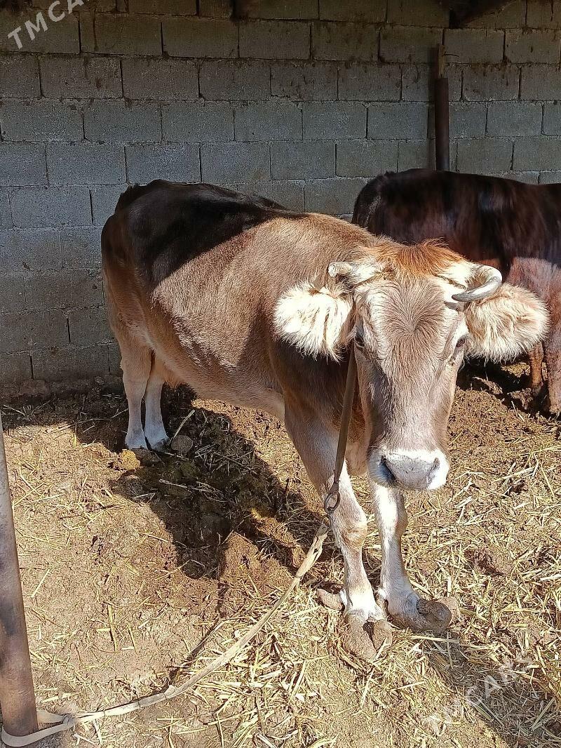 sygyr - Bagyr - img 2