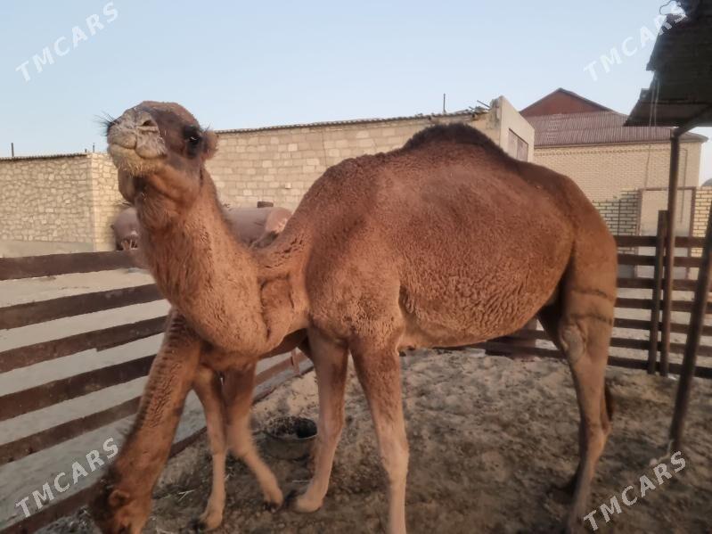 torumly duye - Gumdag - img 5