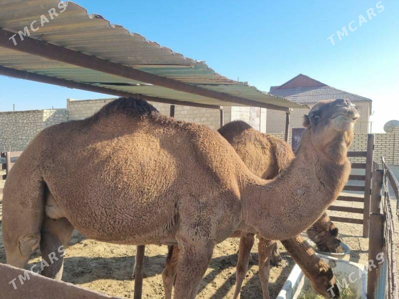 torumly duye - Gumdag - img 3