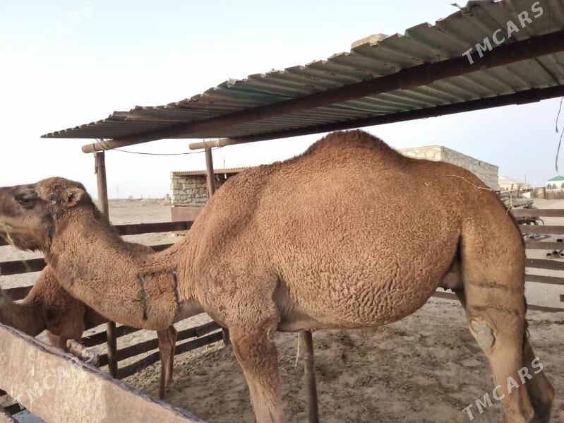 torumly duye - Gumdag - img 4