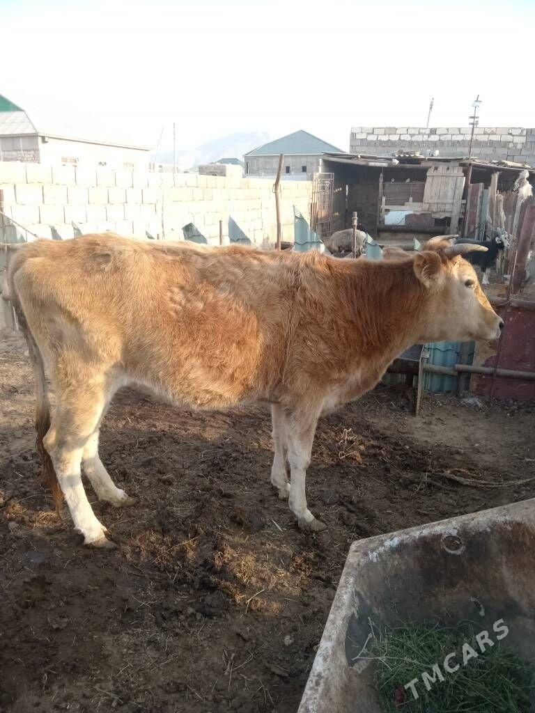 Sygyr - Balkanabat - img 2