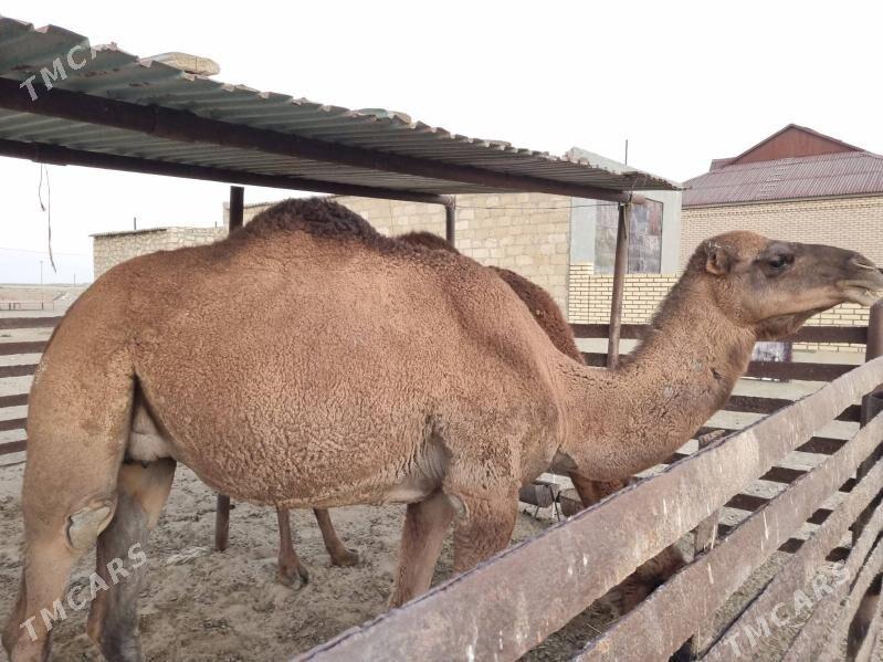 torumly duye - Gumdag - img 2