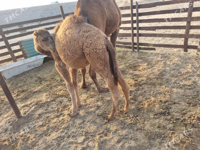 torumly duye - Gumdag - img 6