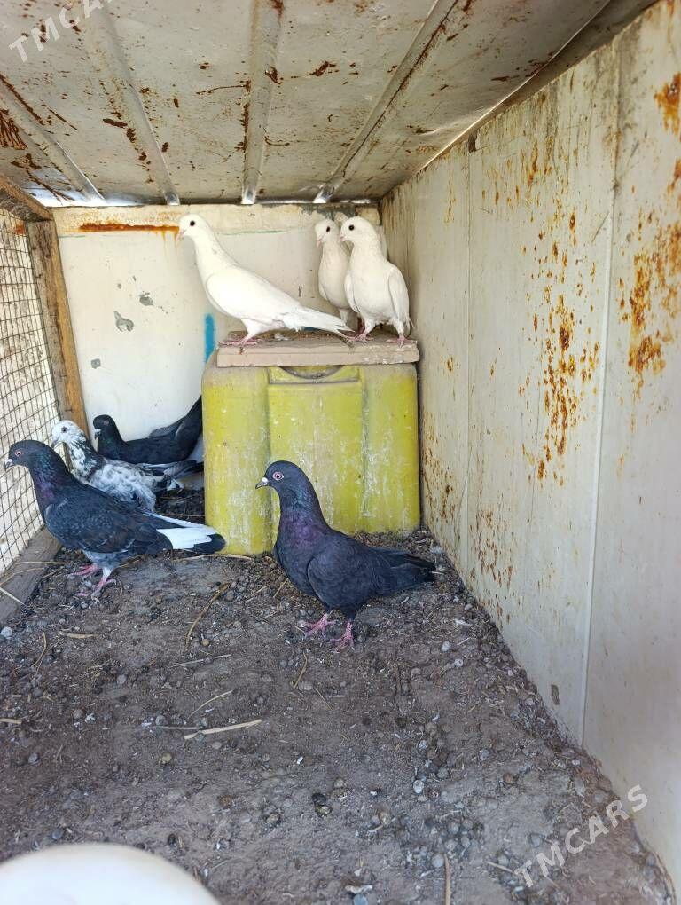 kepderi - Aşgabat - img 3