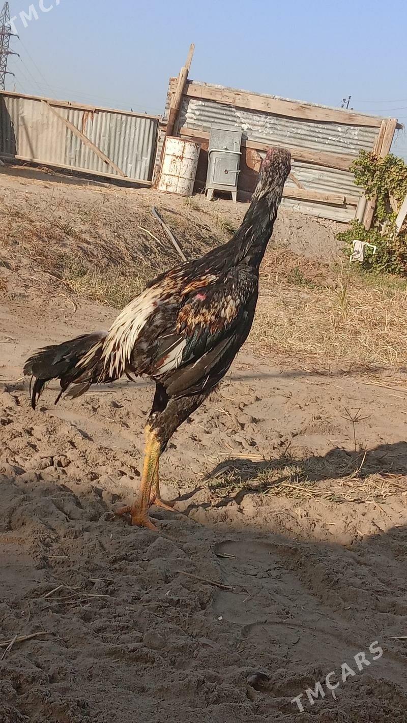 тарзан - Çärjew - img 2